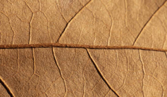 cork