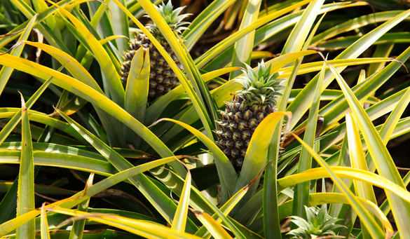 pineapple (1)